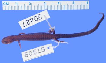 Media type: image; Herpetology A-30427
